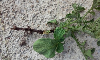  Kartupeļu melnkāja