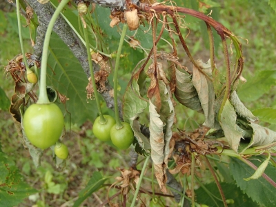 Kauleņkoku pelēkā puve.