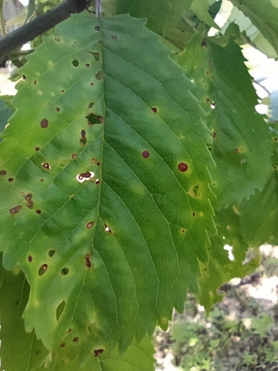 Kauleņkoku sausplankumainība.