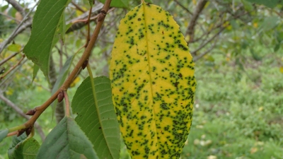 Kauleņkoku lapbire.
