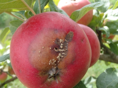 Ābeļu kraupja bojājums veicinājis parastās puves attīstību