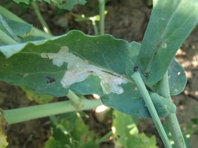 Krustziežu alotājmušas kāpura bojājums