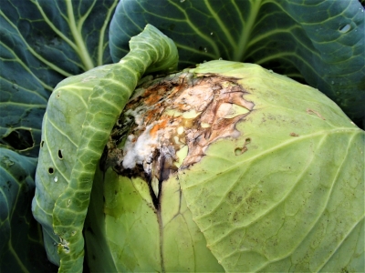 Krustziežu fuzariālā puve.