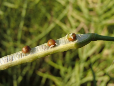 Krustziežu pāksteņu pangodiņa kāpuri