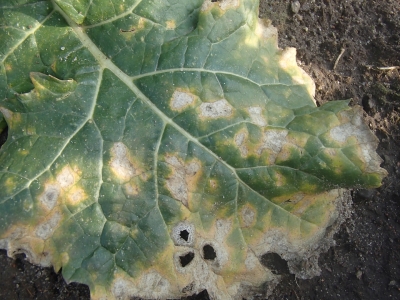 Krustziežu sausā puve