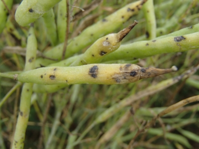 Krustziežu sausplankumainība