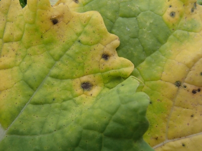  Krustziežu sausplankumainība