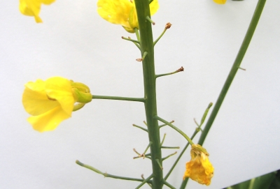 Krustziežu spīduļa bojājums