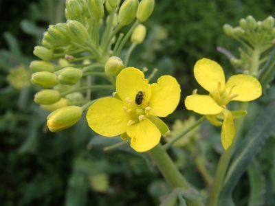  Krustziežu sausplankumainība