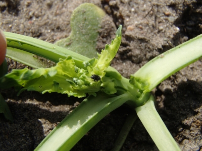 Krustziežu spīdulis