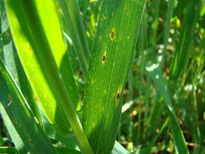 Kviešu lapu dzeltenplankumainība