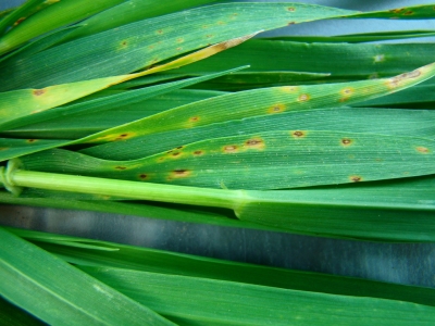 Kviešu lapu dzeltenplankumainība