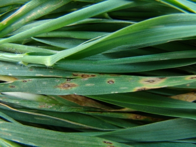  Kviešu lapu dzeltenplankumainība