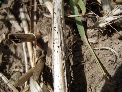 Kviešu lapu dzeltenplankumainības ziemojošā stadija