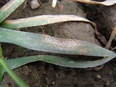 Kviešu lapu pelēkplankumainība