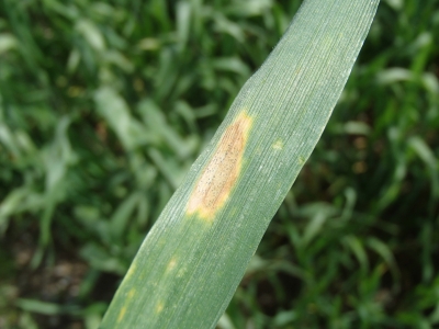 Kviešu lapu pelēkplankumainība