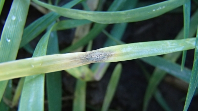  Kviešu lapu pelēkplankumainība