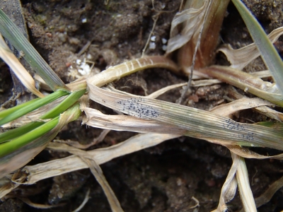 Kviešu lapu pelēkplankumainība pavasarī