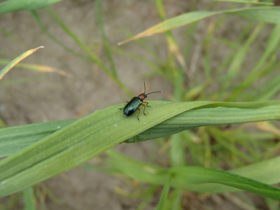 Labību sarkankakla lapgrauzis