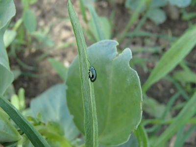 Labību zilais lapgrauzis.