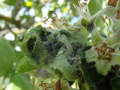 Laputis ābeles lapas apakšpusē