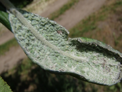 Laputis plūmes lapas apakšpus