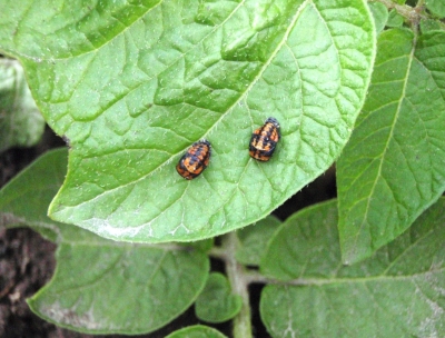Divas mārīšu kūninas uz kartupeļu lapas.