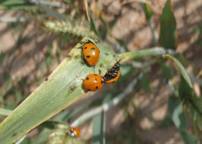 Trīs mārītes uz kviešu lapas.