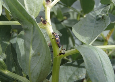 Mārītes kāpurs uz lauka pupas kāta.
