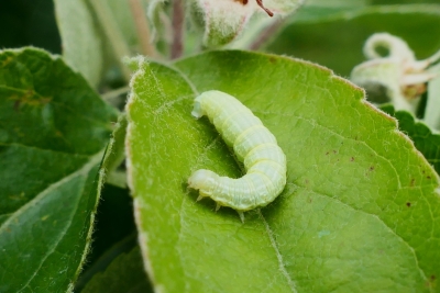 Mazā salnas sprīžmeša kāpurs
