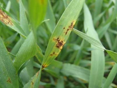 Miežu lapu tīklplankumainība