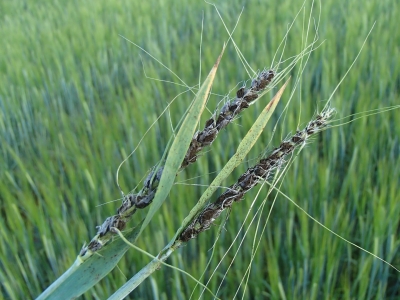 Miežu putošā melnplauka