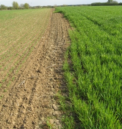 Pusē lauka knapi izdīgusi labība un otrā pusē labi sazaļojuši kvieši.