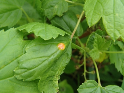 Ogulāju kausiņrūsa