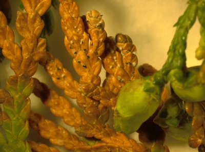  Pestalotia sp. augļķermeņi ar sporām