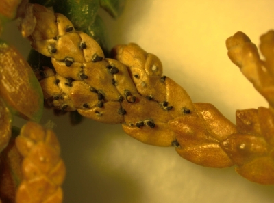  Pestalotia sp. augļķermeņi ar sporām