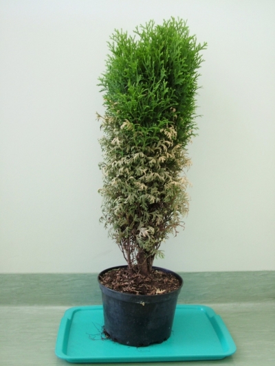 Phytophthora sp. bojāti tūju zari straujas kalšanas rezultātā