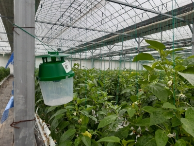 Caurspīdīgs trauks ar zaļu vāku piestiprināts pie metāla konsturkcijas siltumnīcā, kur aug paprikas stādi