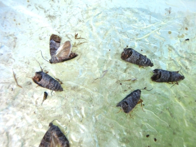 Plūmju tinēja tauriņi feromonu slazdā