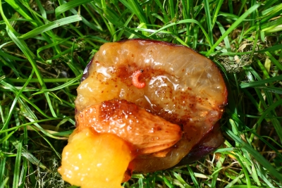 Plūmju augļu tinēja kāpurs.