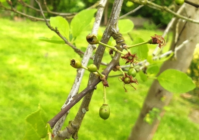 Plūmju zāģlapsenes kāpuru radīts bojājums