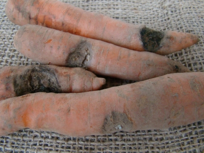  Čemurziežu melnā puve.