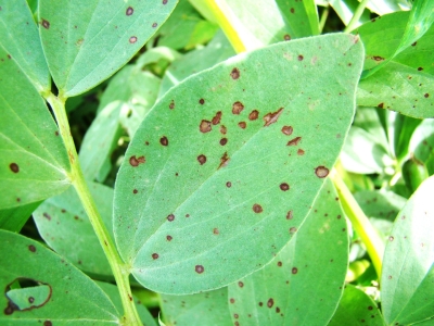 Pupu brūnplankumainība