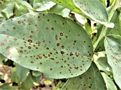 Pupu brūnplankumainība