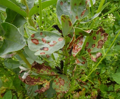 Pupu brūnpkankumainība