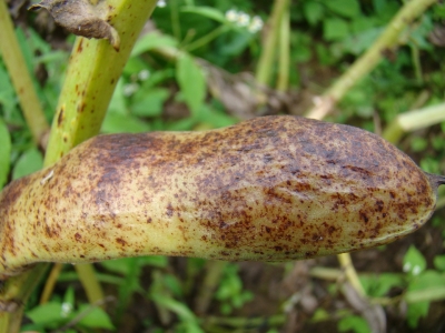 Krustziežu spīdulis