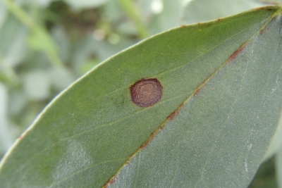 Pupu koncentriskā plankumainība