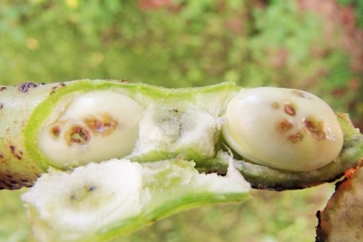 Pupu sēklgrauža kāpuri un bojājumi