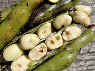 Pupu sēklgrauža kāpuri un bojājumi