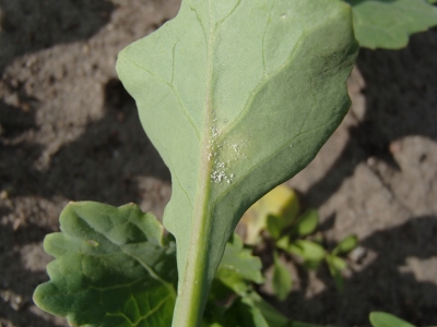 Rapša neīstā miltrasa